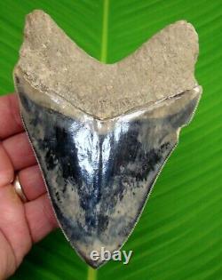 AMAZING COLORED MEGALODON SHARK TOOTH 4.92 in. With FREE DISPLAY STAND