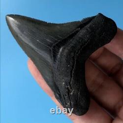 ANGUSTIDENS 3.0 GEM Fossil Shark Tooth! Pre Megalodon Angustiden t17