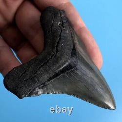 ANGUSTIDENS 3.0 GEM Fossil Shark Tooth! Pre Megalodon Angustiden t17