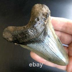 ANGUSTIDENS 4.17 GIANT Fossil Shark Tooth! Pre Megalodon Teeth Angustiden