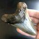 Angustidens 4.17 Giant Fossil Shark Tooth! Pre Megalodon Teeth Angustiden