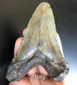 ANGUSTIDENS 4.17 GIANT Fossil Shark Tooth! Pre Megalodon Teeth Angustiden