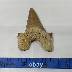 ANGUSTIDENS Fossil Shark Tooth 2 3/8-1/2 inch BONE VALLEY See Other #2 Megalodon