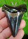 Angustidens Shark Tooth Necklace 2 & 7/16 In. Top 1% Real Fossil