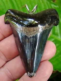 ANGUSTIDENS Shark Tooth Necklace 2 & 7/16 in. TOP 1% REAL FOSSIL