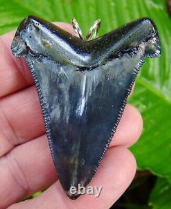 ANGUSTIDENS Shark Tooth Necklace 2 & 7/16 in. TOP 1% REAL FOSSIL