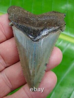 ANGUSTIDENS Shark Tooth XL 2 & 3/4 in. REAL FOSSIL NATURAL MEGALODON ERA