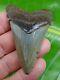 Angustidens Shark Tooth Xl 2 & 3/4 In. Real Fossil Natural Megalodon Era
