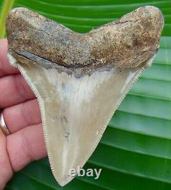 ANGUSTIDENS Shark Tooth XL 3.91 in. SERRATED REAL FOSSIL NO RESTORSTION