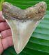 Angustidens Shark Tooth Xl 3.91 In. Serrated Real Fossil No Restorstion