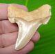 Auriculatus Shark Tooth 2 & 11/16 In. Megalodon Ancestor Light Orange