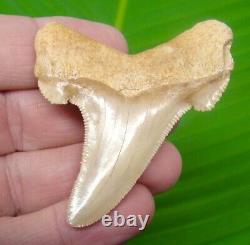 AURICULATUS Shark Tooth 2 & 11/16 in. MEGALODON ANCESTOR LIGHT ORANGE