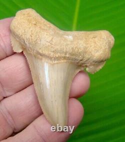 AURICULATUS Shark Tooth 2 & 11/16 in. MEGALODON ANCESTOR LIGHT ORANGE