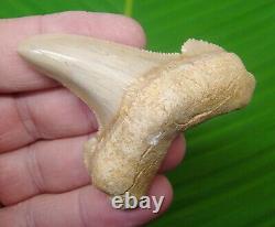 AURICULATUS Shark Tooth 2 & 11/16 in. MEGALODON ANCESTOR LIGHT ORANGE