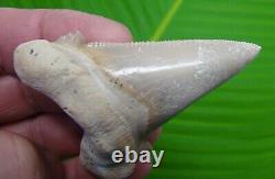 AURICULATUS Shark Tooth 2 & 15/16 MEGALODON ANCESTOR NATURAL