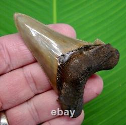 AURICULATUS Shark Tooth 2 & 15/16 in. SHARKS TEETH MEGALODON ANCESTOR