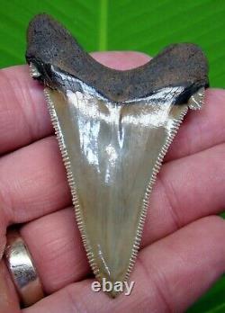 AURICULATUS Shark Tooth 2 & 15/16 in. SHARKS TEETH MEGALODON ANCESTOR