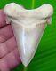Auriculatus Shark Tooth Real Fossil 2 & 15/16 Museum Grade No Restorations