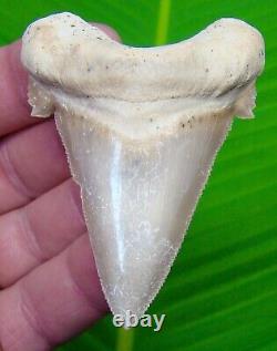 AURICULATUS Shark Tooth Real Fossil 2 & 15/16 MUSEUM GRADE No Restorations