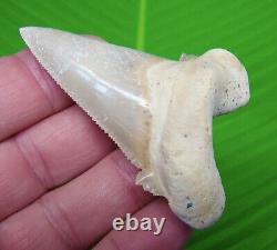 AURICULATUS Shark Tooth Real Fossil 2 & 15/16 MUSEUM GRADE No Restorations