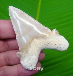 AURICULATUS Shark Tooth Real Fossil 2 & 15/16 MUSEUM GRADE No Restorations