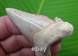 AURICULATUS Shark Tooth Real Fossil 2 & 15/16 MUSEUM GRADE No Restorations