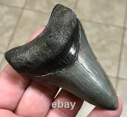 AWESOME DAGGER 3.55 x 2.4 Lower Megalodon Shark Tooth Fossil