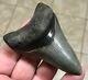 Awesome Dagger 3.55 X 2.4 Lower Megalodon Shark Tooth Fossil