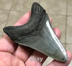 AWESOME DAGGER 3.55 x 2.4 Lower Megalodon Shark Tooth Fossil