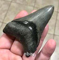 AWESOME DAGGER 3.55 x 2.4 Lower Megalodon Shark Tooth Fossil