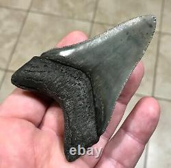 AWESOME DAGGER 3.55 x 2.4 Lower Megalodon Shark Tooth Fossil