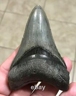 AWESOME DAGGER 3.55 x 2.4 Lower Megalodon Shark Tooth Fossil