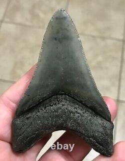 AWESOME DAGGER 3.55 x 2.4 Lower Megalodon Shark Tooth Fossil