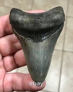 AWESOME DAGGER 3.55 x 2.4 Lower Megalodon Shark Tooth Fossil