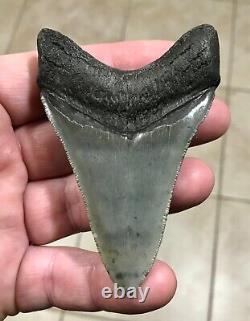 AWESOME DAGGER 3.55 x 2.4 Lower Megalodon Shark Tooth Fossil