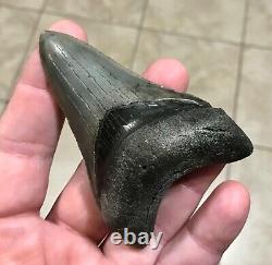 AWESOME DAGGER 3.55 x 2.4 Lower Megalodon Shark Tooth Fossil