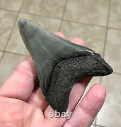 AWESOME DAGGER 3.55 x 2.4 Lower Megalodon Shark Tooth Fossil