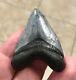 Awesome Hubbell 1.99 X 1.57 Megalodon Shark Tooth Fossil