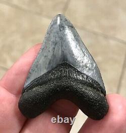 AWESOME HUBBELL 1.99 x 1.57 Megalodon Shark Tooth Fossil