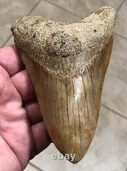 AWESOME LOWER DAGGER- Indonesian Megalodon Shark Tooth Fossil