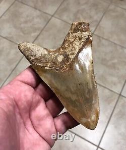 AWESOME LOWER DAGGER- Indonesian Megalodon Shark Tooth Fossil