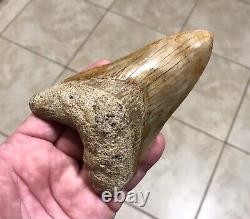 AWESOME LOWER DAGGER- Indonesian Megalodon Shark Tooth Fossil