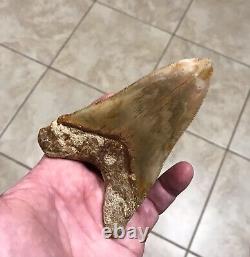 AWESOME LOWER DAGGER- Indonesian Megalodon Shark Tooth Fossil