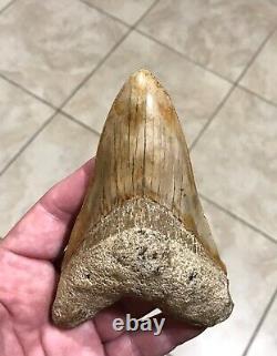 AWESOME LOWER DAGGER- Indonesian Megalodon Shark Tooth Fossil