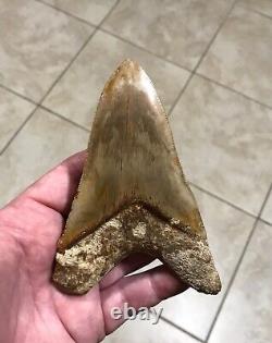 AWESOME LOWER DAGGER- Indonesian Megalodon Shark Tooth Fossil