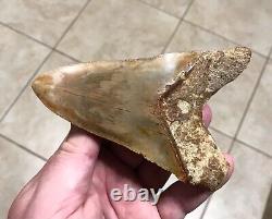 AWESOME LOWER DAGGER- Indonesian Megalodon Shark Tooth Fossil