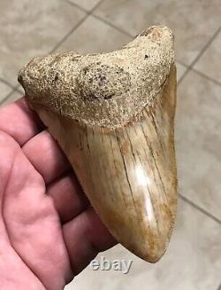 AWESOME LOWER DAGGER- Indonesian Megalodon Shark Tooth Fossil