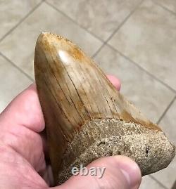 AWESOME LOWER DAGGER- Indonesian Megalodon Shark Tooth Fossil