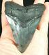 A Big! Nice And 100% Natural Carcharocles Megalodon Shark Tooth Fossil 101gr