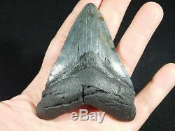 A BIG! Nice and 100% Natural Carcharocles MEGALODON Shark Tooth Fossil 101gr
